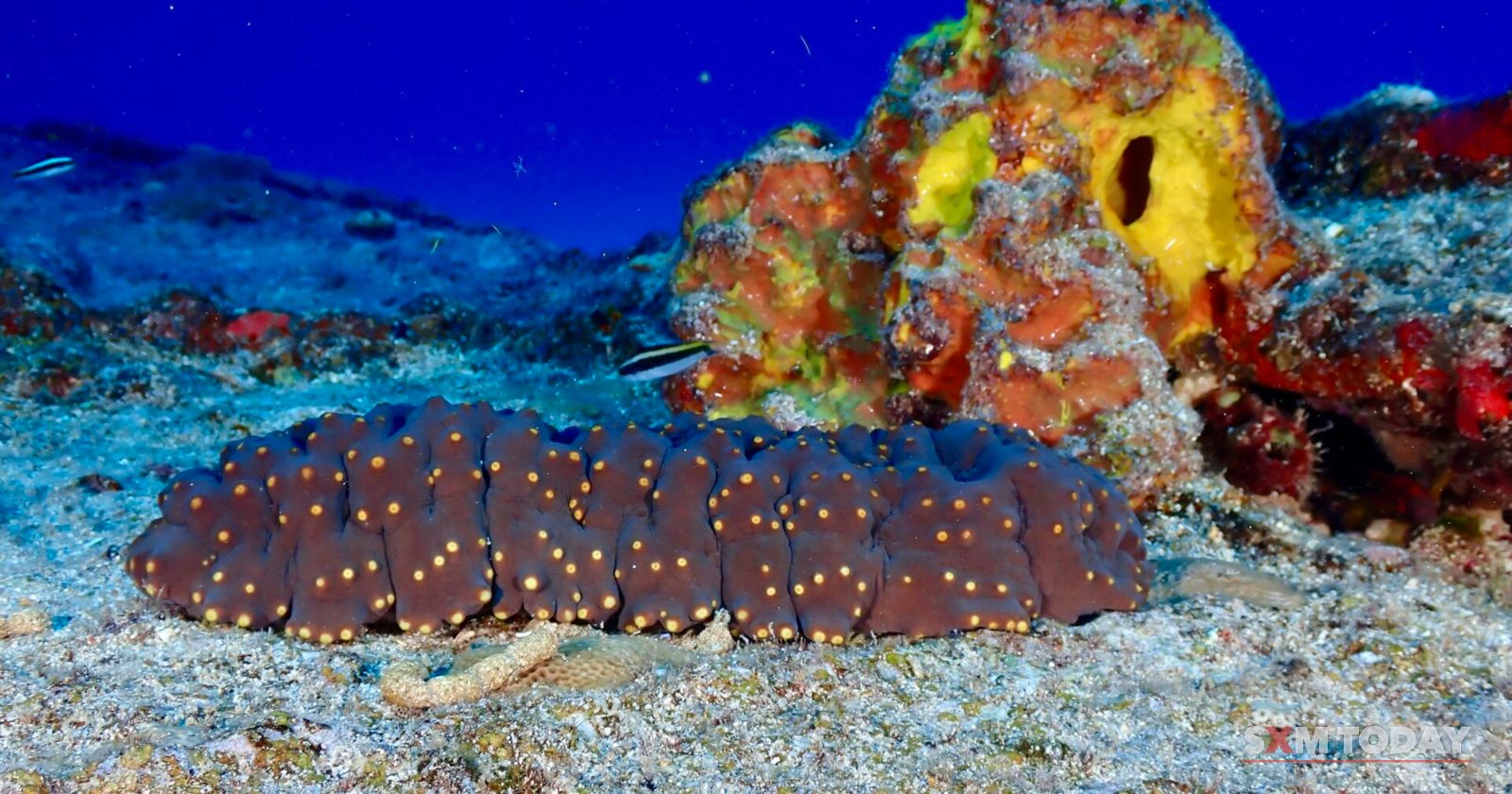 A brown spotted sea cucumber lies on sandy seabed beside a colourful sponge-covered rock.