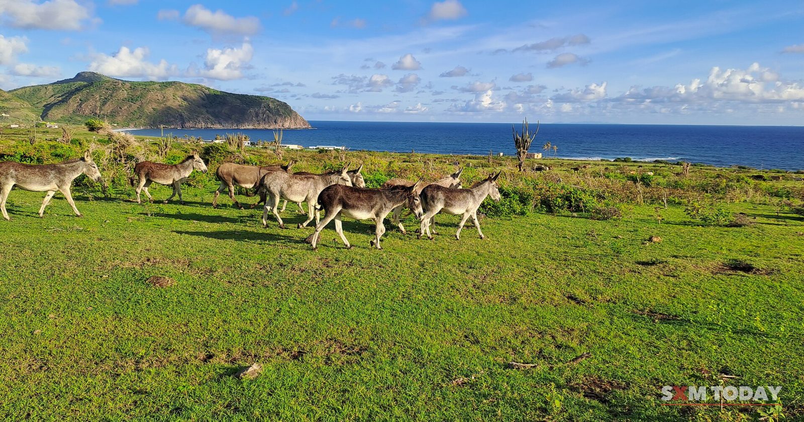 A small herd of donkeys walks across a green field near the sea, with a headland in the distance.